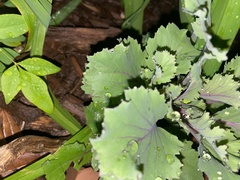 Brassica oleracea