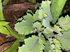 Brassica oleracea
