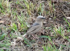 Pseudonigrita arnaudi