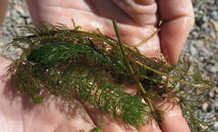 Myriophyllum triphyllum
