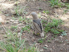 Pseudonigrita arnaudi