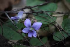 Viola sororia