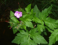 Geranium yeoi