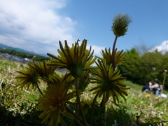 Taraxacum platycarpum