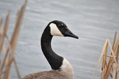 Branta canadensis