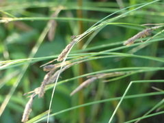 Carex barbarae
