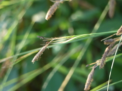 Carex barbarae