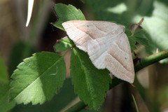 Petrophora chlorosata