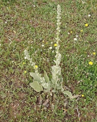 Verbascum rotundifolium