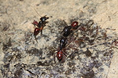 Dinomyrmex gigas