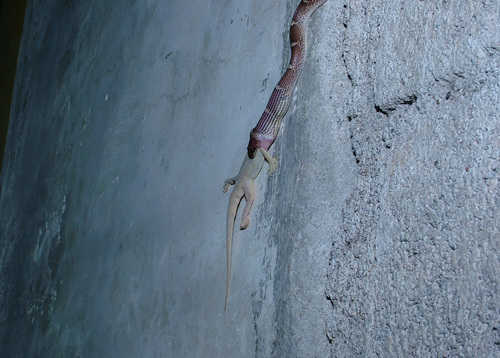 Common Wolf Snake, Lycodon aulicus