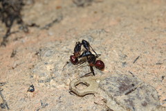 Dinomyrmex gigas