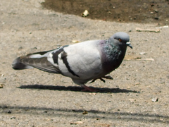 Columba livia
