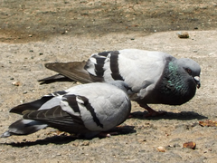 Columba livia