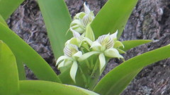 Prosthechea fragrans