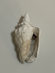 Persististrombus granulatus