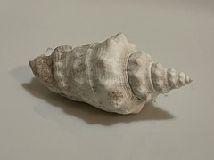 Persististrombus granulatus