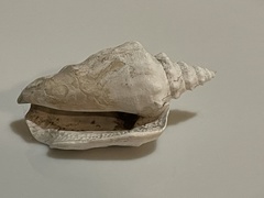 Persististrombus granulatus