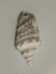 Persististrombus granulatus