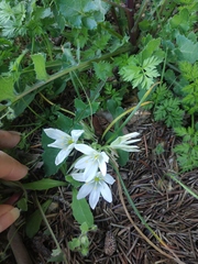 Ornithogalum woronowii