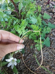 Ornithogalum woronowii