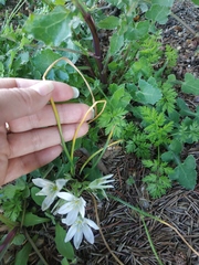 Ornithogalum woronowii