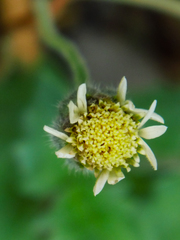 Tridax procumbens