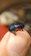 Astylus aulicus