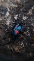 Astylus aulicus