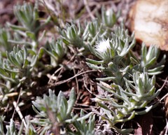 Helichrysum cerastioides