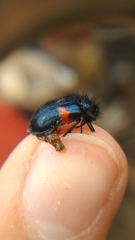 Astylus aulicus