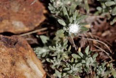 Helichrysum cerastioides
