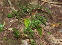 Asplenium appendiculatum