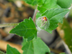 Tridax procumbens