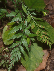 Asplenium appendiculatum