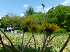 Taraxacum platycarpum