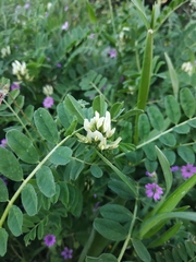 Medicago