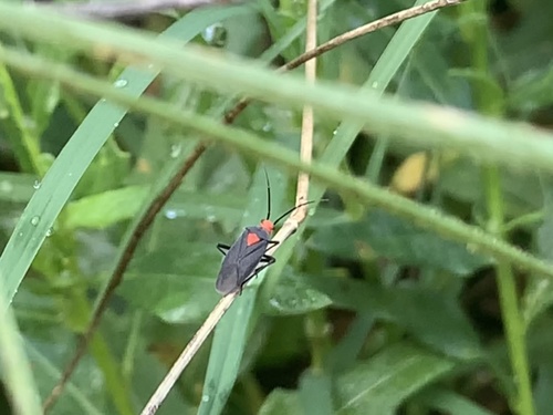 Prepops nigricollis