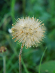 Tridax procumbens