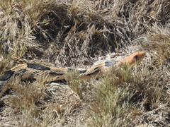 Pituophis deppei jani