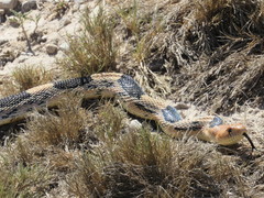 Pituophis deppei jani