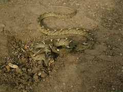 Boiga trigonata