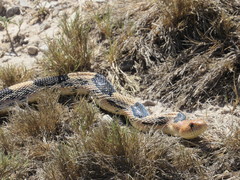 Pituophis deppei jani