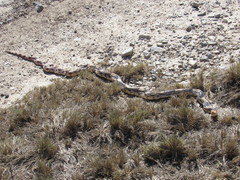 Pituophis deppei jani