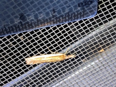 Crambus sperryellus