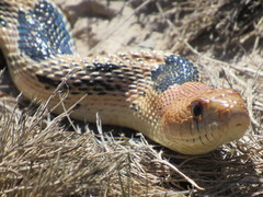 Pituophis deppei jani