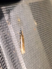 Crambus sperryellus