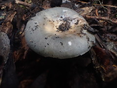 Russula iterika