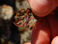 Amphiura capensis image