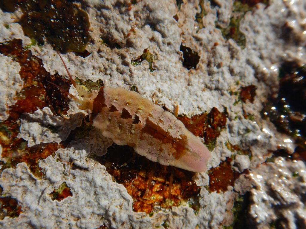 Glyptidotea